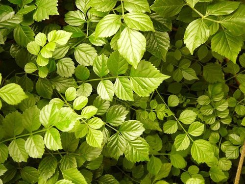 Tecomaria capensis