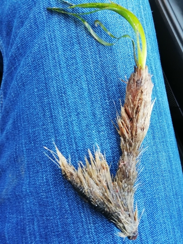 Neptune Grass
