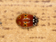 Adalia bipunctata frigida