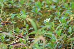 Hydrobasileus brevistylus