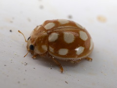 Calvia quindecimguttata