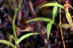 Camacinia gigantea
