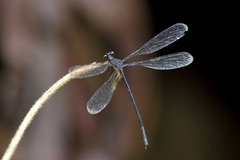 Argiolestidae