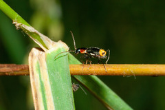 Axinotarsus pulicarius