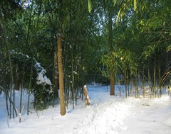 Phyllostachys nuda