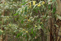 Acacia obliquinervia