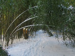 Phyllostachys nuda