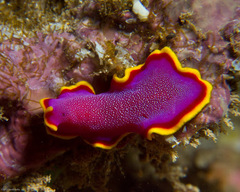 Pseudoceros ferrugineus