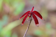 Neurothemis ramburii