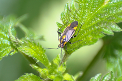 Capsodes flavomarginatus