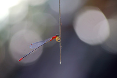 Teinobasis rufithorax