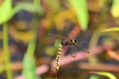 Rhyothemis phyllis obscura