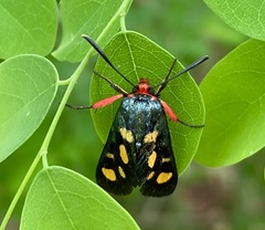 Arniocera auriguttata