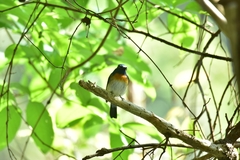 Cyornis rubeculoides