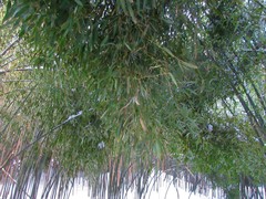 Phyllostachys nuda