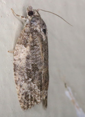 Apotomis removana