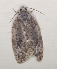 Apotomis removana