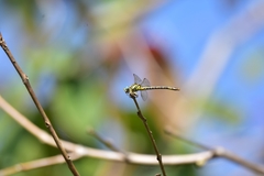 Paragomphus lineatus