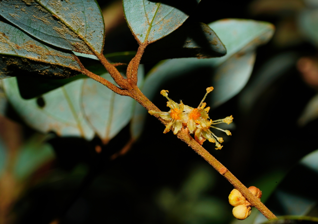 Neolitsea buisanensis