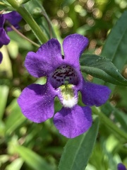 Angelonia