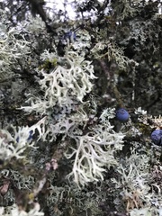 Pseudevernia furfuracea