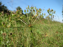 Peucedanum oreoselinum