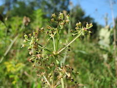 Peucedanum oreoselinum