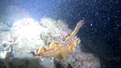 Nautichthys oculofasciatus