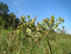 Peucedanum oreoselinum