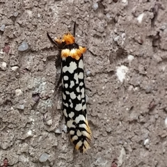 Moerarchis clathrata