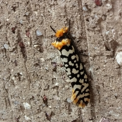 Moerarchis clathrata