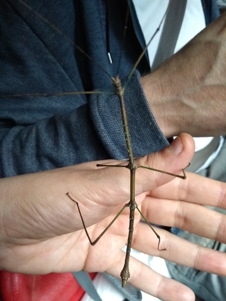 stick insect