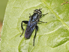 Chalcosyrphus chalybeus