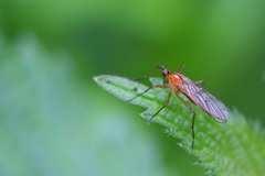 Empis stercorea