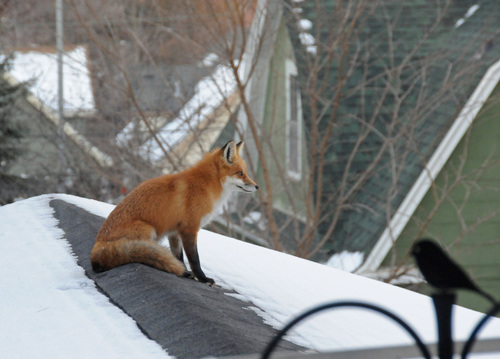 Red Fox photographed in Wisconsin