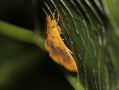 Mabra eryxalis