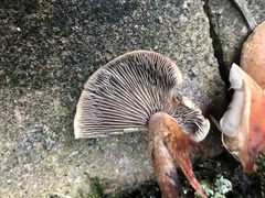 Hypholoma lateritium