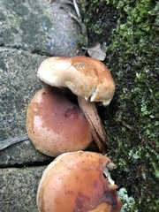 Hypholoma lateritium
