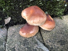Hypholoma lateritium