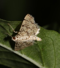 Lamprosema tampiusalis