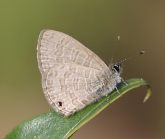 Prosotas nora ardates