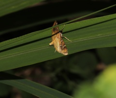 Cotachena histricalis