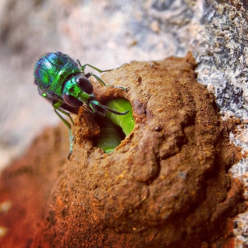 Emerald Cuckoo Wasp