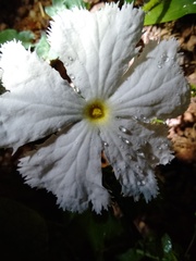 Trichosanthes scabra
