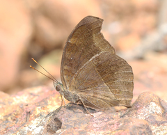 Junonia iphita iphita