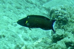 Labropsis xanthonota