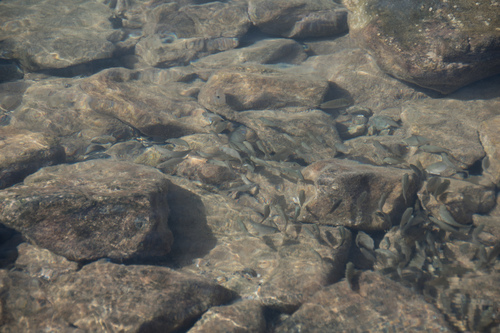 Marbled Spinefoot