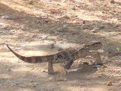Varanus albigularis albigularis