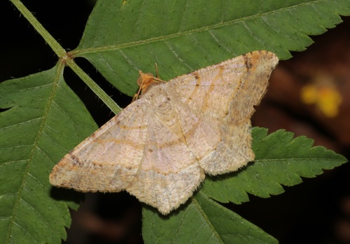 Macaria abydata Guenée
