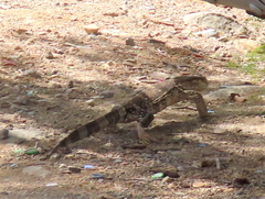 Varanus albigularis albigularis